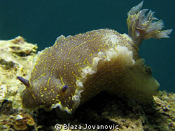 Maybe not that flashy as its tropical cousins, but still ... by Blaza Jovanovic 